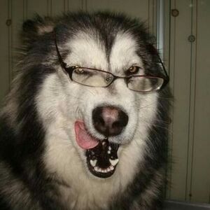 Meet your Posher, Sunny